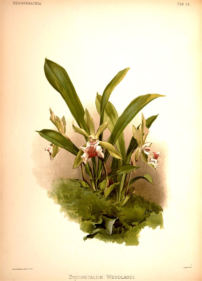Frederick Sander - Reichenbachia II plate 53 (1890) - Zygopetalum wendlandi