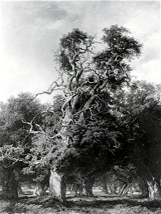 Frederick Henry Henshaw (1807-1891) - An Old Oak, Forest of Arden, Warwickshire - 1885P2539 - Birmingham Museums Trust