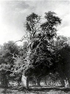 Frederick Henry Henshaw (1807-1891) - An Old Oak, Forest of Arden, Warwickshire - 1885P2539 - Birmingham Museums Trust. Free illustration for personal and commercial use.