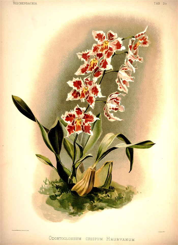 Frederick Sander - Reichenbachia I plate 29 (1888) - Odontoglossum crispum hrubyanum