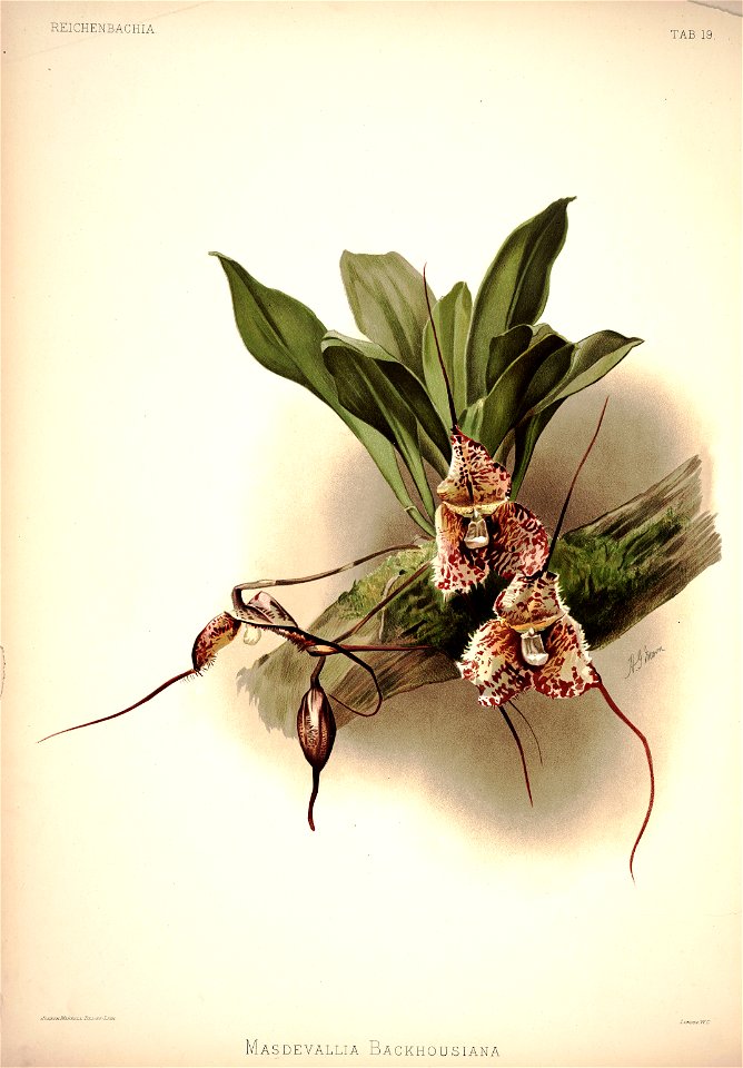 Frederick Sander - Reichenbachia I plate 19 (1888) - Masdevallia backhousiana
