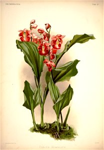 Frederick Sander - Reichenbachia I plate 17 (1888) - Phajus humblotii