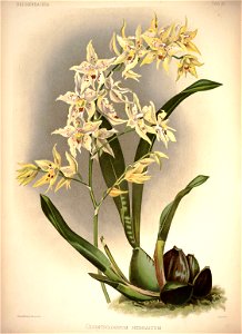 Frederick Sander - Reichenbachia I plate 37 (1888) - Odontoglossum × hebraicum