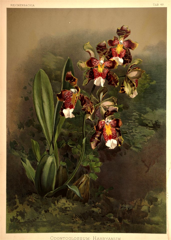 Frederick Sander - Reichenbachia II plate 49 (1890) - Odontoglossum harryanum