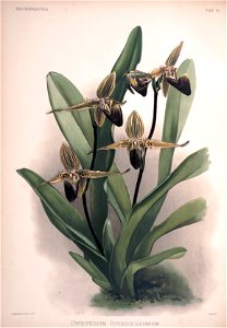 Frederick Sander - Reichenbachia II plate 61 (1890) - Cypripedium rothschildianum