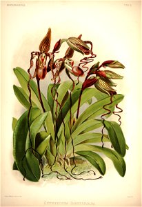 Frederick Sander - Reichenbachia I plate 03 (1888) - Cypripedium sanderianum