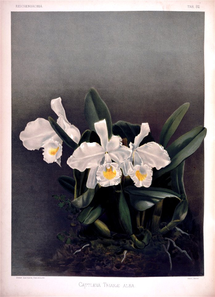 Frederick Sander - Reichenbachia II plate 81 (1890) - Cattleya trianae alba