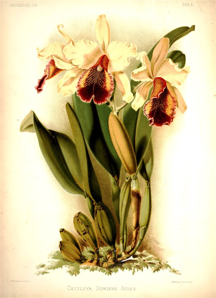 Frederick Sander - Reichenbachia I plate 05 (1888) - Cattleya dowiana aurea