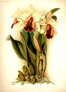 Frederick Sander - Reichenbachia I plate 05 (1888) - Cattleya dowiana aurea