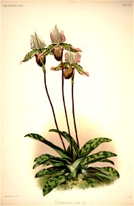 Frederick Sander - Reichenbachia I plate 23 (1888) - Cypripedium × Io