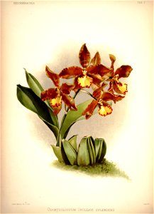 Frederick Sander - Reichenbachia I plate 07 (1888) - Odontoglossum insleayi splendens