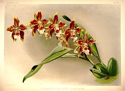 Frederick Sander - Reichenbachia I plate 33 (1888) - Odontoglossum luteo-purpureum