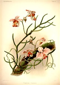 Frederick Sander - Reichenbachia I plate 27 (1888) - Vanda teres