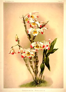 Frederick Sander - Reichenbachia I plate 09 (1888) - Dendrobium wardianum