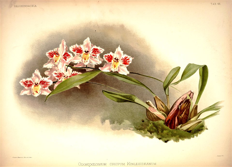 Frederick Sander - Reichenbachia I plate 45 (1888) - Odontoglossum crispum kinlesideanum