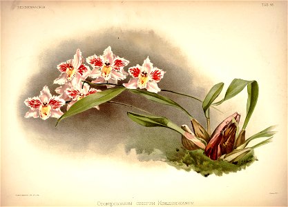 Frederick Sander - Reichenbachia I plate 45 (1888) - Odontoglossum crispum kinlesideanum