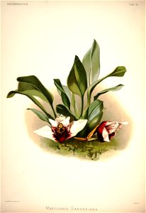Frederick Sander - Reichenbachia I plate 25 (1888) - Maxillaria sanderiana