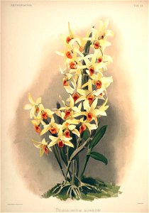Frederick Sander - Reichenbachia II plate 63 (1890) - Dendrobium aureum