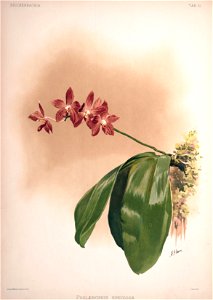 Frederick Sander - Reichenbachia II plate 51 (1890) - Phalaenopsis speciosa