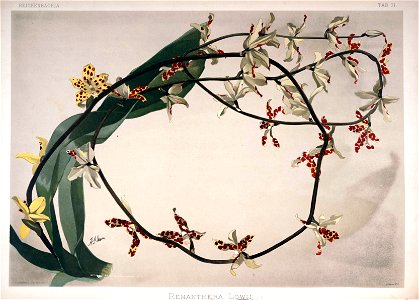 Frederick Sander - Reichenbachia II plate 71 (1890) - Renanthera lowii