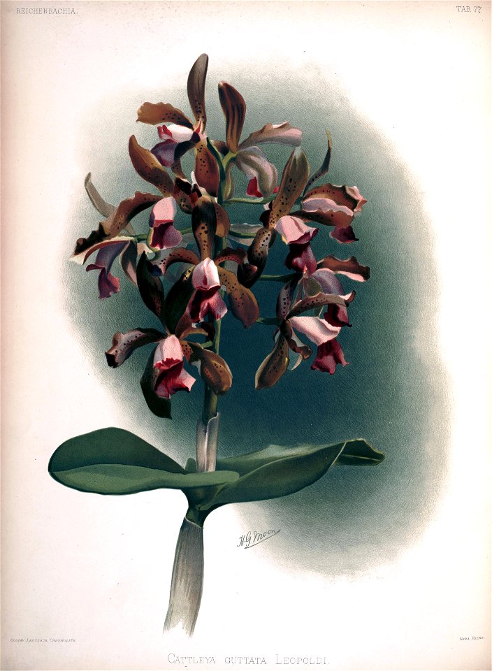 Frederick Sander - Reichenbachia II plate 77 (1890) - Cattleya guttata leopoldi