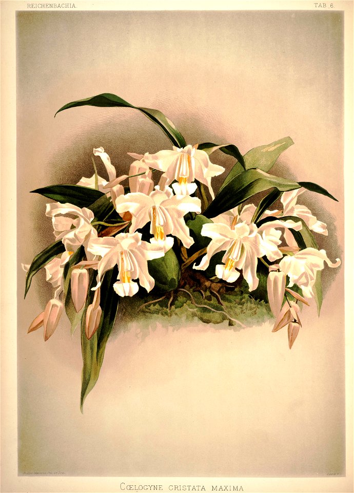 Frederick Sander - Reichenbachia I plate 06 (1888) - Coelogyne cristata maxima