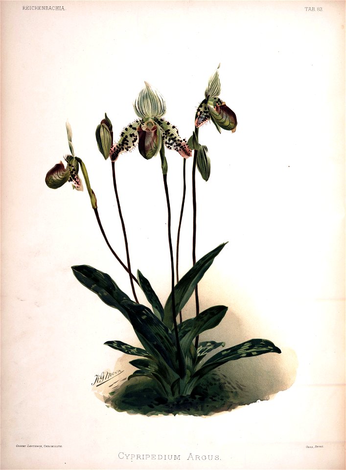 Frederick Sander - Reichenbachia II plate 83 (1890) - Cypripedium argus