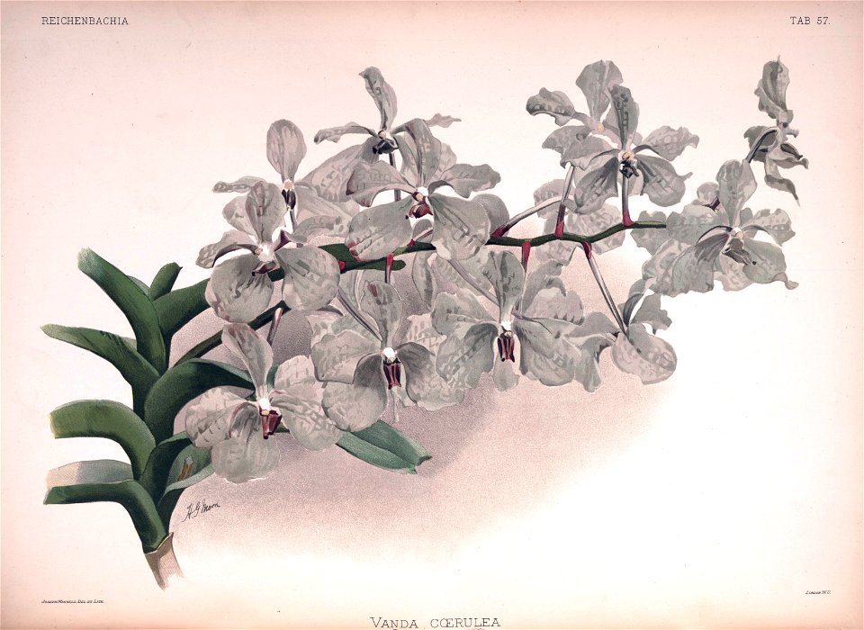 Frederick Sander - Reichenbachia II plate 57 (1890) - Vanda coerulea