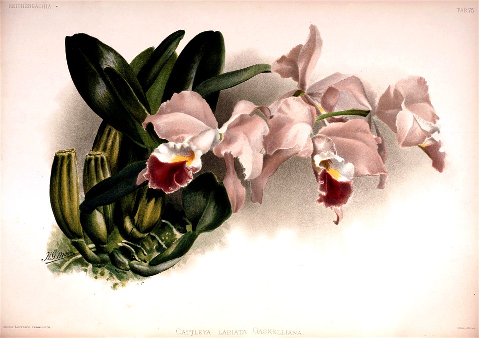 Frederick Sander - Reichenbachia II plate 75 (1890) - Cattleya labiata gaskelliana