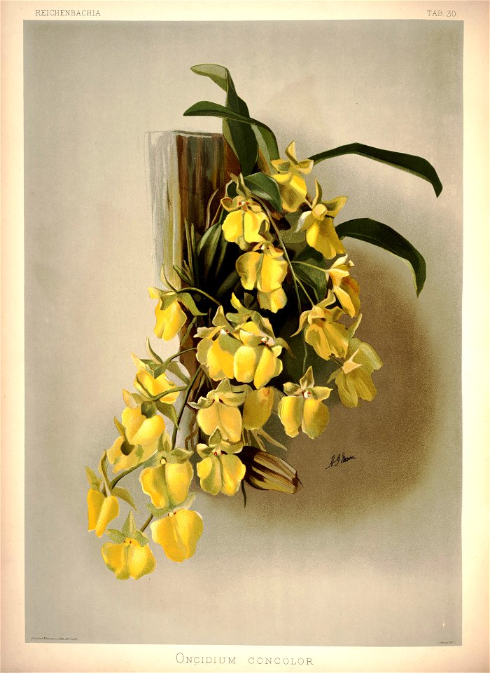 Frederick Sander - Reichenbachia I plate 30 (1888) - Oncidium concolor