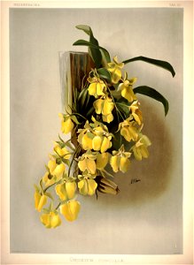 Frederick Sander - Reichenbachia I plate 30 (1888) - Oncidium concolor