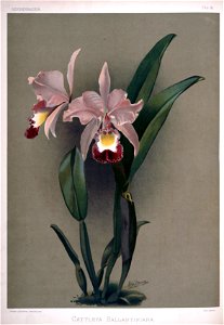 Frederick Sander - Reichenbachia II plate 91 (1890) - Cattleya ballantiniana
