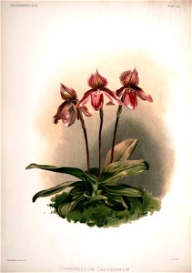 Frederick Sander - Reichenbachia II plate 65 (1890) - Cypripedium tautzianum