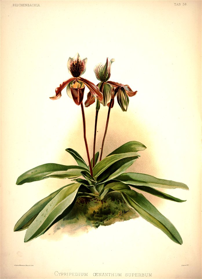 Frederick Sander - Reichenbachia I plate 38 (1888) - Cypripedium oenanthum superbum