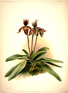 Frederick Sander - Reichenbachia I plate 38 (1888) - Cypripedium oenanthum superbum