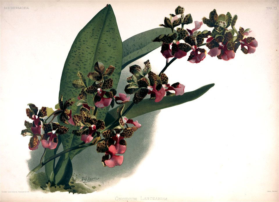 Frederick Sander - Reichenbachia II plate 73 (1890) - Oncidium lanceanum