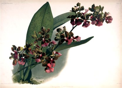 Frederick Sander - Reichenbachia II plate 73 (1890) - Oncidium lanceanum