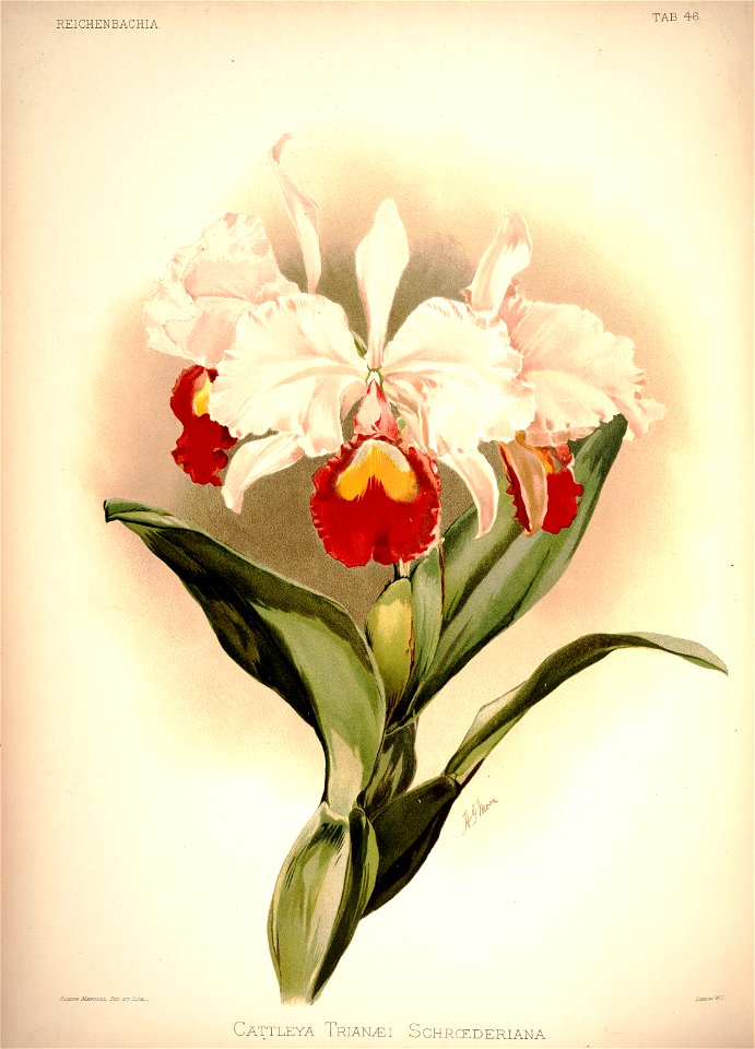 Frederick Sander - Reichenbachia I plate 46 (1888) - Cattleya trianae schroederiana