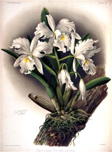 Frederick Sander - Reichenbachia II plate 85 (1890) - Cattleya rochellensis