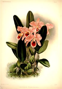 Frederick Sander - Reichenbachia I plate 02 (1888) - Cattleya percivaliana