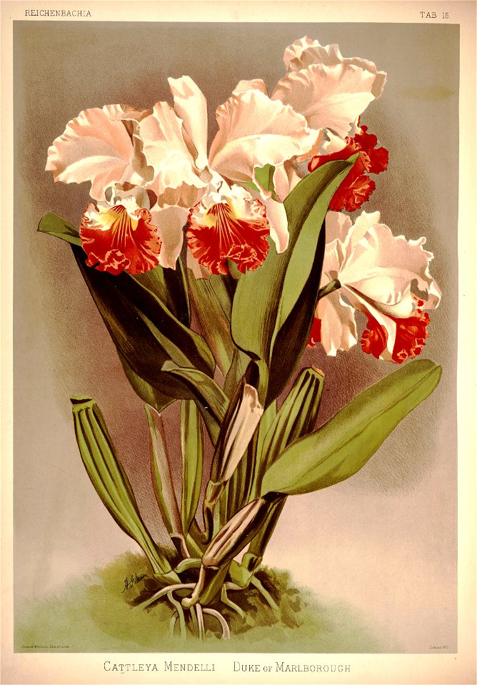 Frederick Sander - Reichenbachia I plate 15 (1888) - Cattleya mendelli