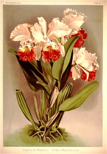 Frederick Sander - Reichenbachia I plate 15 (1888) - Cattleya mendelli