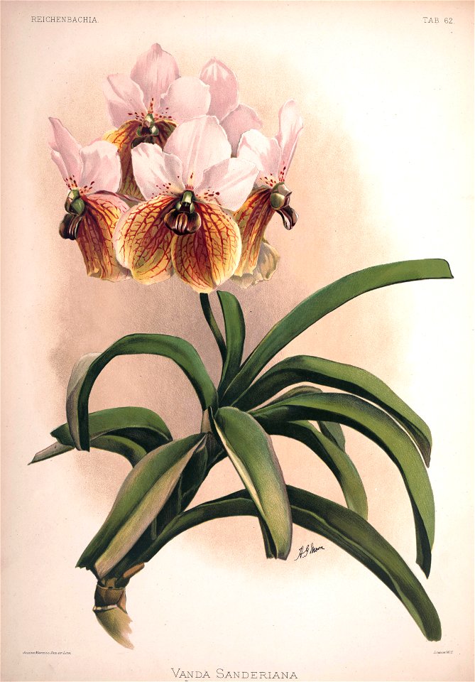 Frederick Sander - Reichenbachia II plate 62 (1890) - Vanda sanderiana