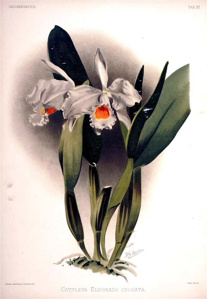 Frederick Sander - Reichenbachia II plate 93 (1890) - Cattleya eldorado crocata