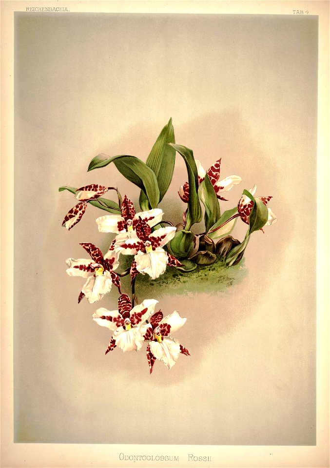 Frederick Sander - Reichenbachia I plate 04 (1888) - Odontoglossum rossii