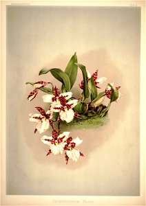 Frederick Sander - Reichenbachia I plate 04 (1888) - Odontoglossum rossii