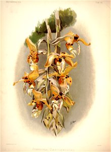 Frederick Sander - Reichenbachia I plate 35 (1888) - Stanhopea shuttleworthii