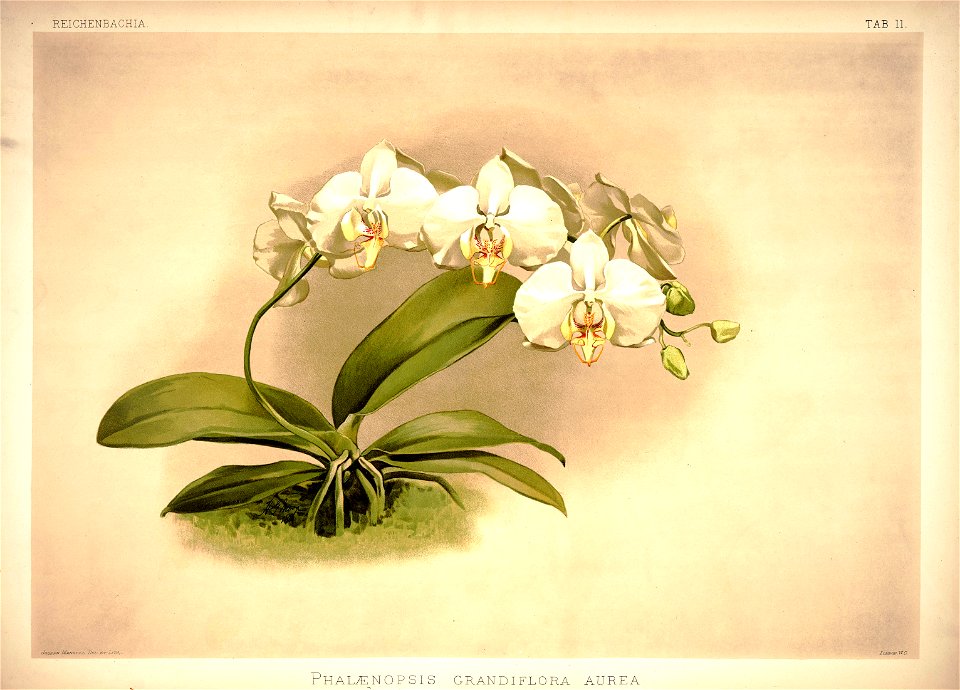 Frederick Sander - Reichenbachia I plate 11 (1888) - Phalaenopsis grandiflora aurea