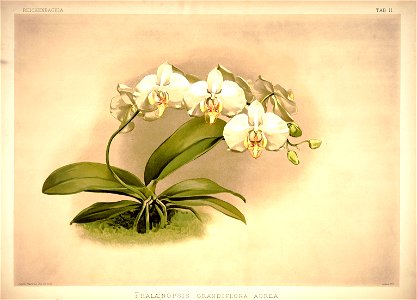 Frederick Sander - Reichenbachia I plate 11 (1888) - Phalaenopsis grandiflora aurea