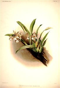 Frederick Sander - Reichenbachia I plate 24 (1888) - Odontoglossum blandum